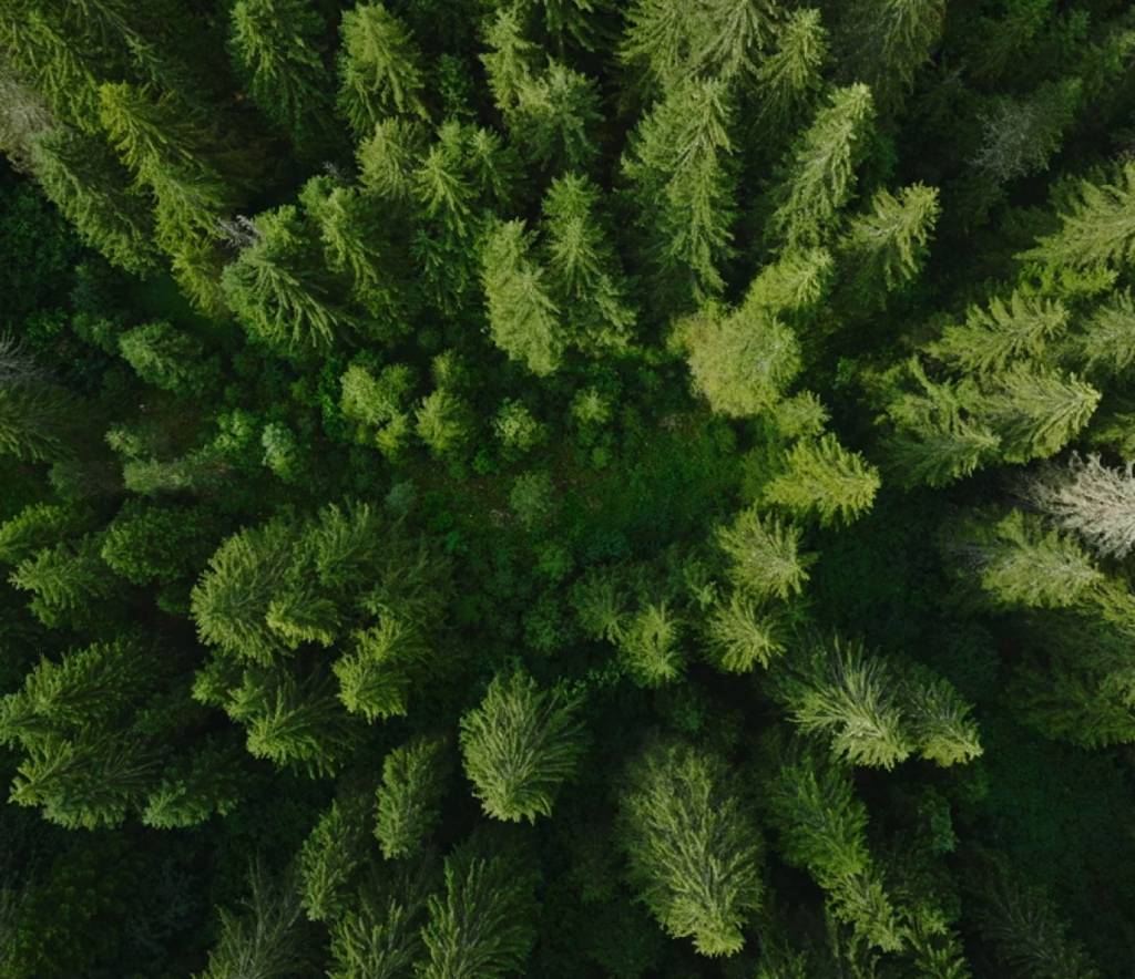 Green forest from above